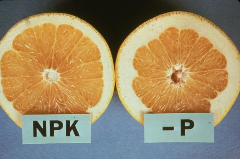 Фосфорные удобрения, часть 1: роль фосфора, как определить дефицит?