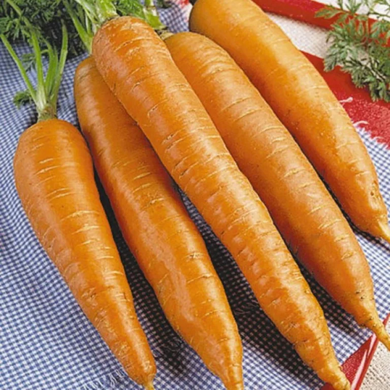 Морковь ’Флакке’