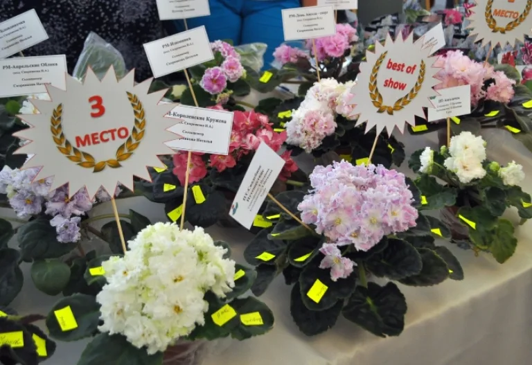 Пятый Всероссийский Фестиваль цветов прошел в Анапе