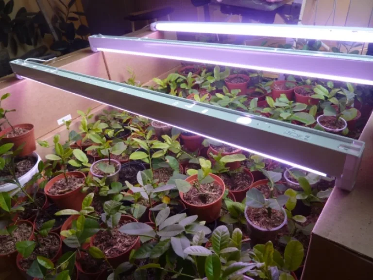 Сравнение LED-ламп и газоразрядных ламп (ДНаТ) в условиях теплицы