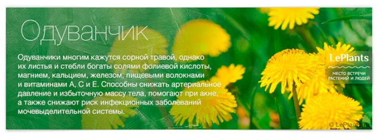 Топ-12 лекарственных растений, пригодных для домашнего выращивания
