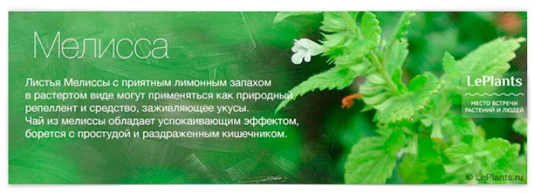 Топ-12 лекарственных растений, пригодных для домашнего выращивания