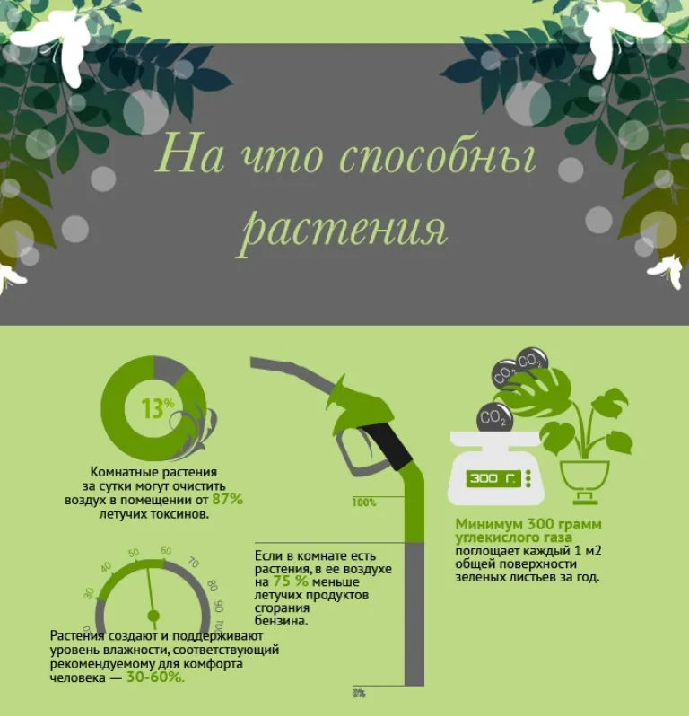 Самые выдающиеся полезные свойства растений в инфографике