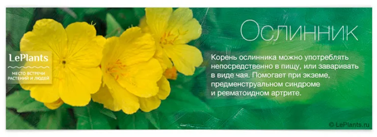 Топ-12 лекарственных растений, пригодных для домашнего выращивания
