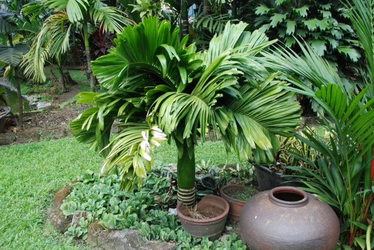 Areca catechu