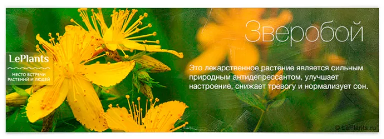 Топ-12 лекарственных растений, пригодных для домашнего выращивания