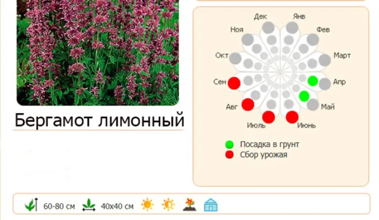 семена пакетированные
