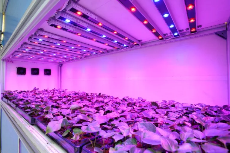 Сравнение LED-ламп и газоразрядных ламп (ДНаТ) в условиях теплицы