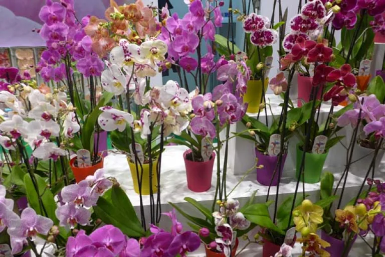 Международная выставка FlowersExpo стала самым главным событием для "зеленого сектора" России