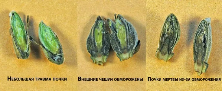 Садовые работы в марте