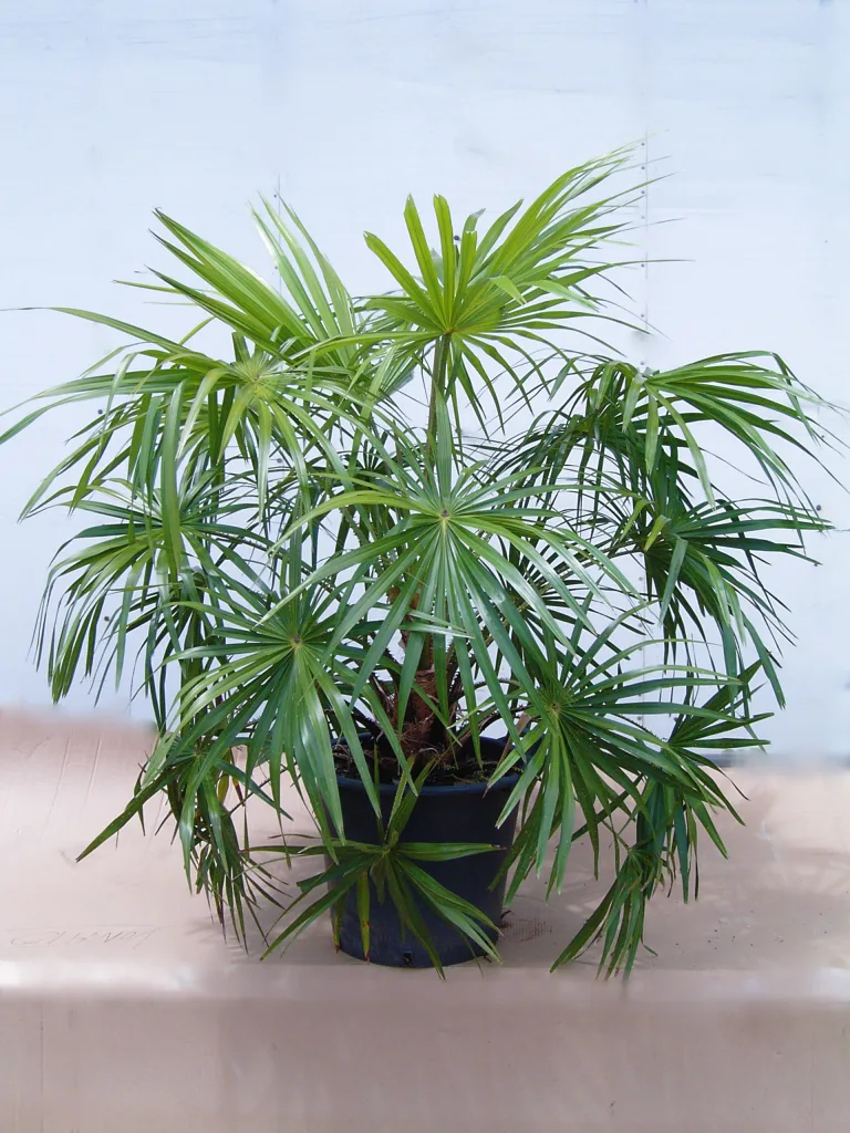 Livistona australis