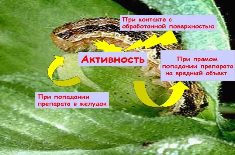 Инсектициды: помощь в борьбе с вредителями