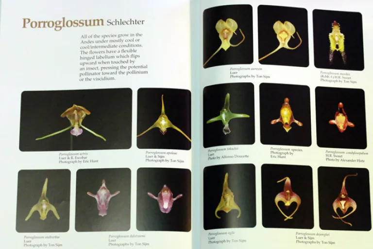 Делимся впечатлениями от книги Orchids Masdevallia with its segregates including Dracula Гарри Зеленко