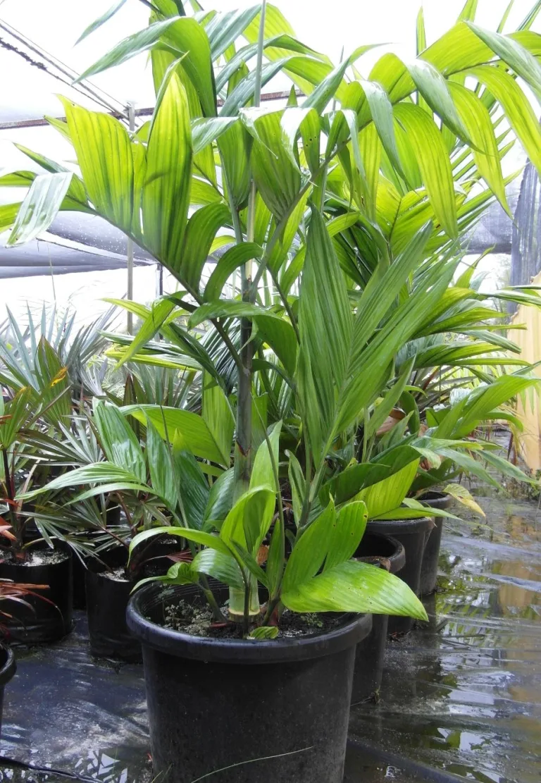 Areca triandra