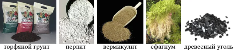 Почва для сенполий: покупной грунт или «самодельный»?