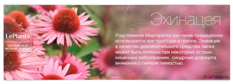 Топ-12 лекарственных растений, пригодных для домашнего выращивания