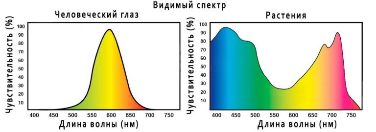 Основы правильного освещения комнатных растений