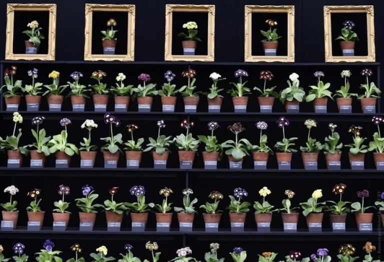 Выставка Chelsea Flower Show-2015 прошла с привычным размахом