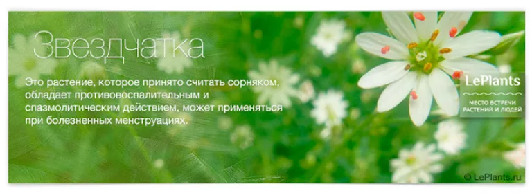 Топ-12 лекарственных растений, пригодных для домашнего выращивания