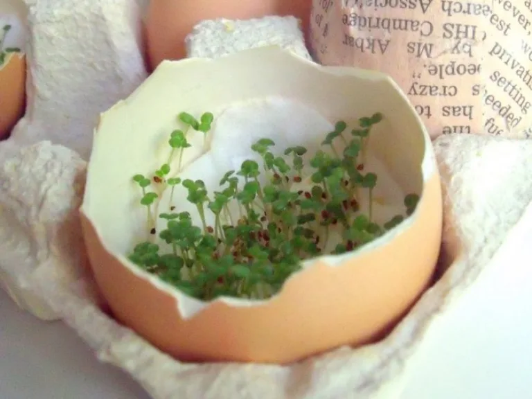 Пряные травы на подоконнике кухни