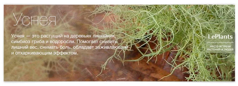 Топ-12 лекарственных растений, пригодных для домашнего выращивания