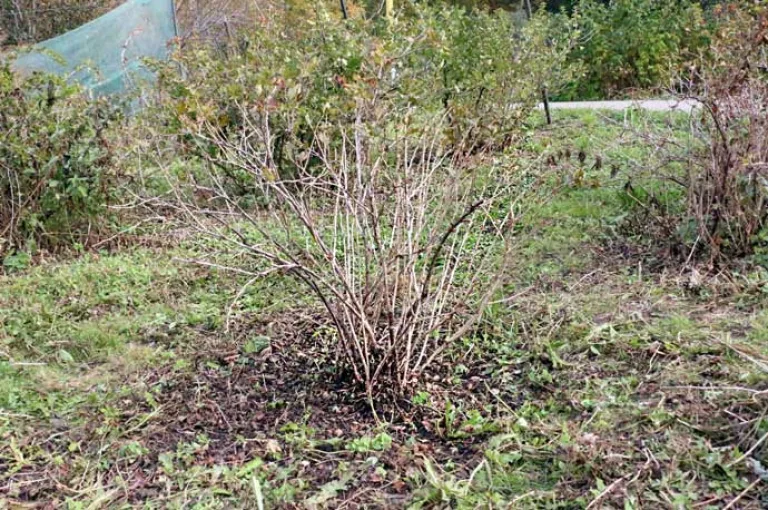 Так выглядит куст крыжовника после осенней обрезки