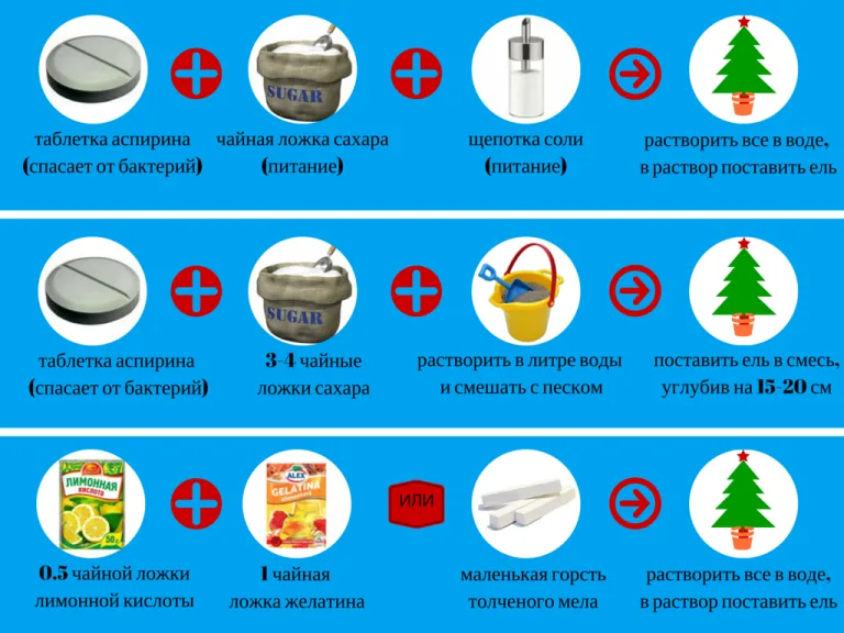 Как продлить жизнь срубленной ели?