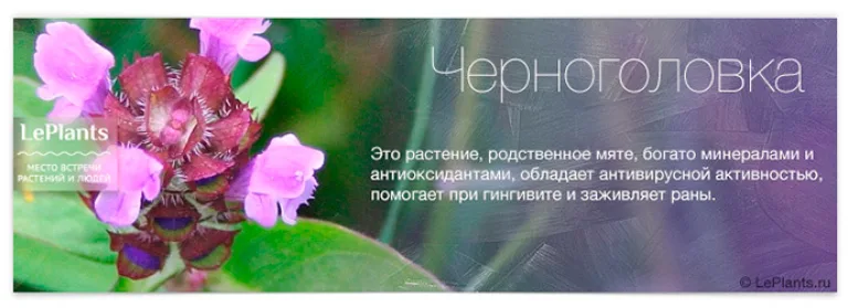 Топ-12 лекарственных растений, пригодных для домашнего выращивания