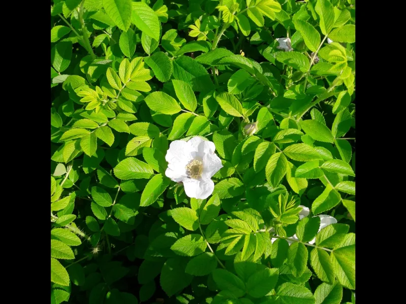 Green Komfort