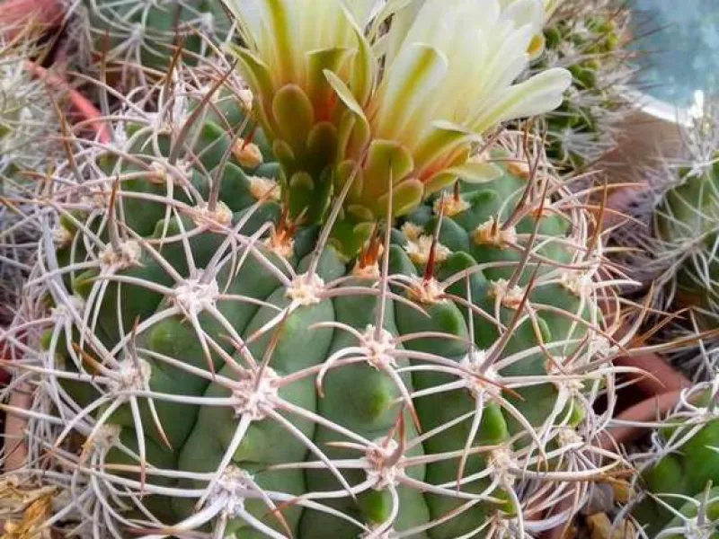 Андрей Борисович