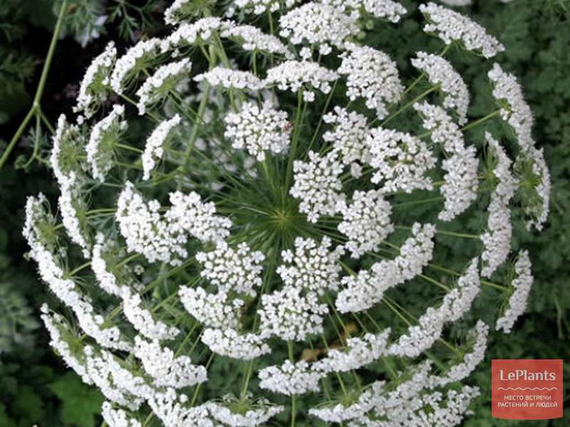 РђРјРјРё Daucus carota dara