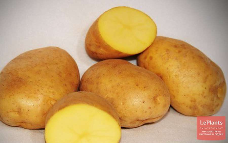 Картофель округлой формы. Картофель сорта Латона семенной. Картофель семенной Триумф. Сорт Латона картофель характеристика. Сорт картофеля Триумф.