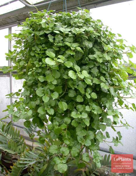 Плектрантус (Plectranthus) — описание, выращивание, фото | на LePlants.ru
