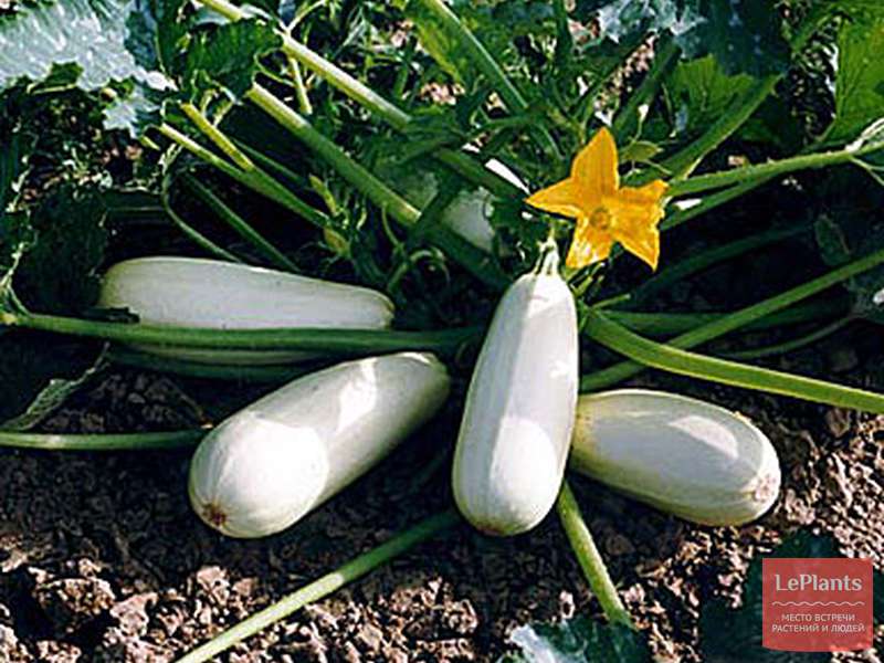 Кабачок 'Якорь' — описание сорта, характеристики | на LePlants.ru