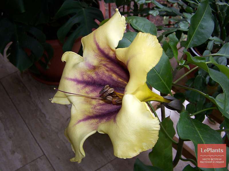 Соландра крупнейшая (Solandra maxima) — описание, выращивание, фото ...