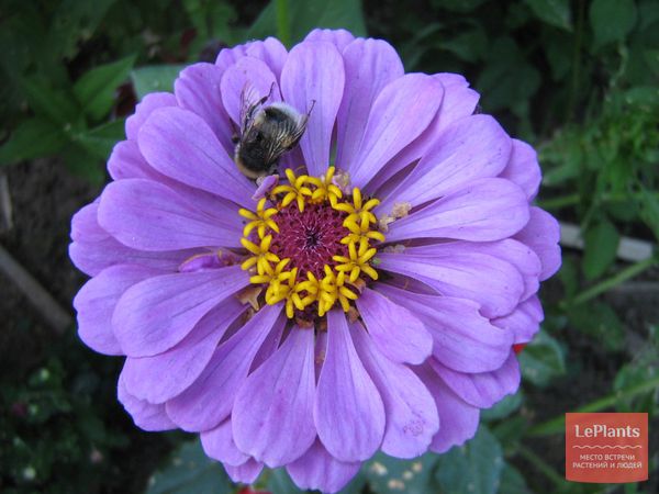 Циннии — посадка семенами | Пошаговая инструкция на LePlants.ru