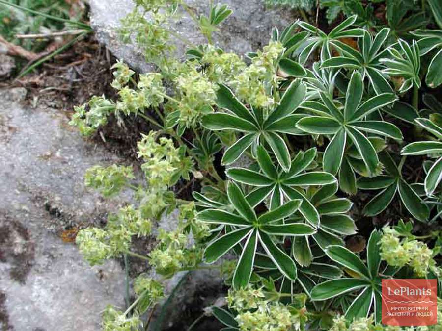 Манжетка альпийская (Alchemilla alpina) — описание, выращивание, фото | на  LePlants.ru