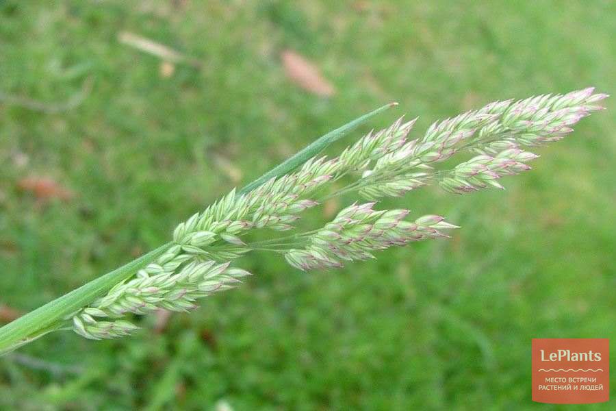правила выращивания и ухода за бухарником