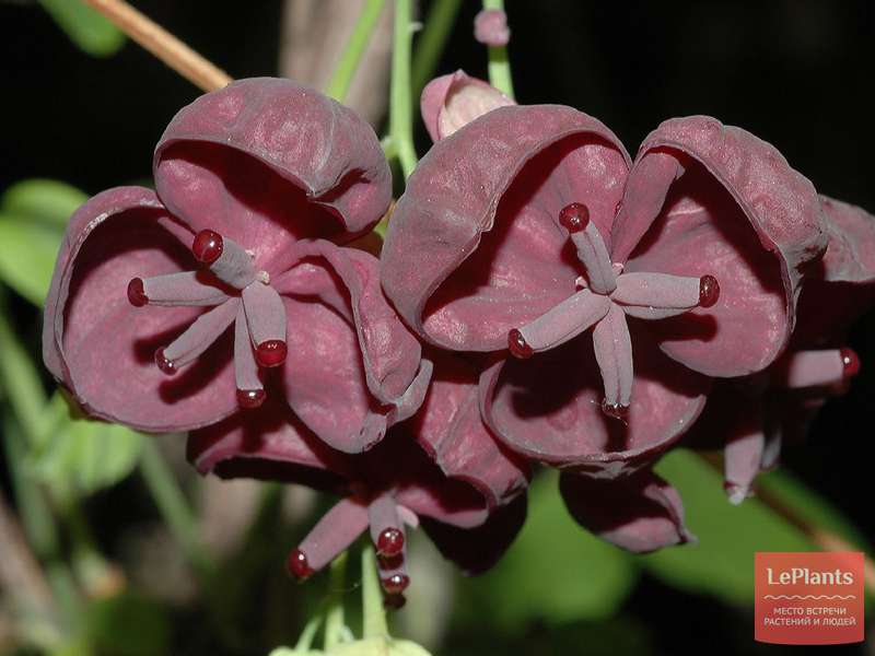 Акебия пятерная (Akebia quinata) — описание, выращивание, фото | на ...