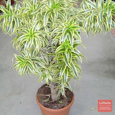 Драцена душистая (Dracaena fragrans) — описание, выращивание, фото | на ...
