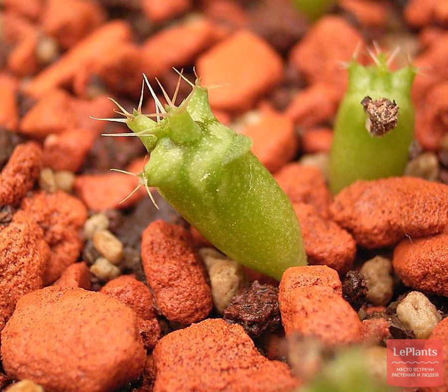 Сеянцы Euphorbia actinoclada