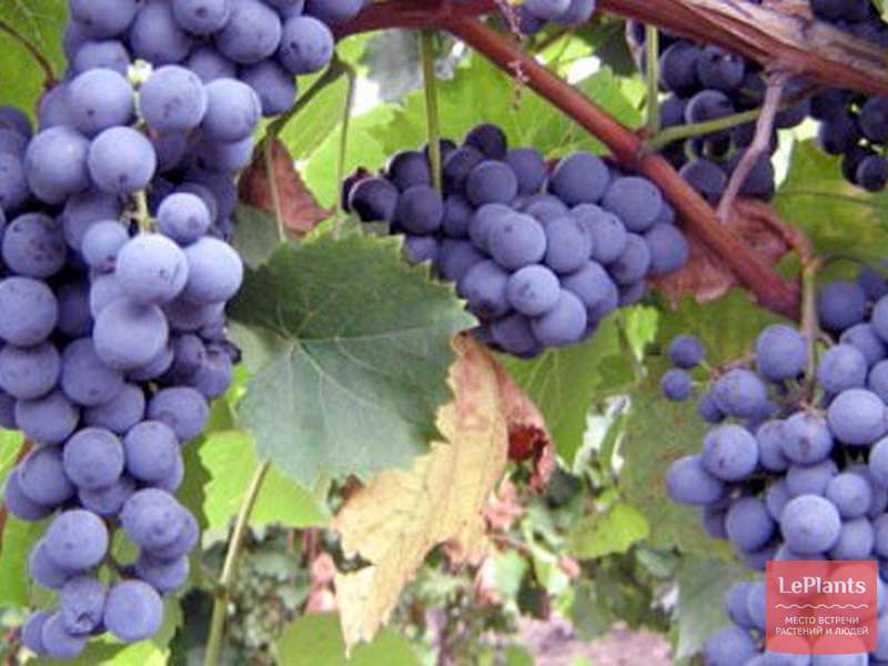 Сорт винограда северный плечистик фото и описание