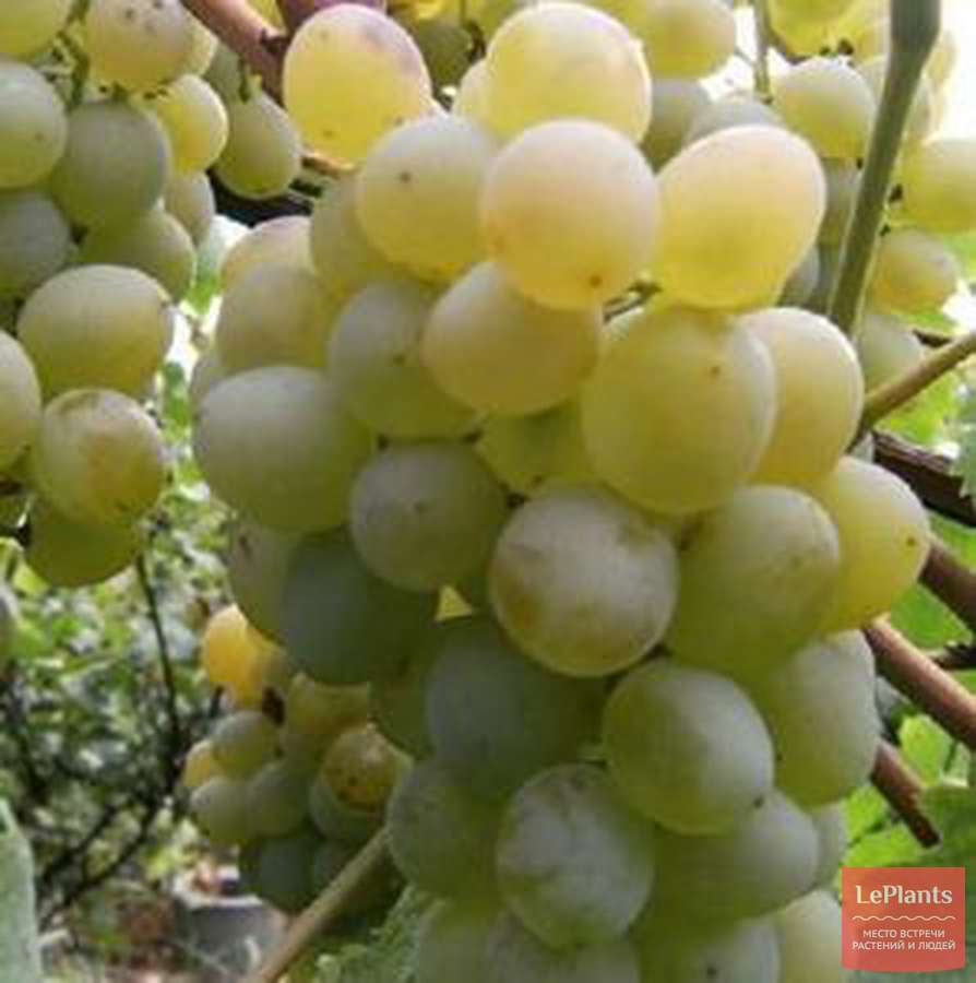 виноград белый ранний описание сорта фото