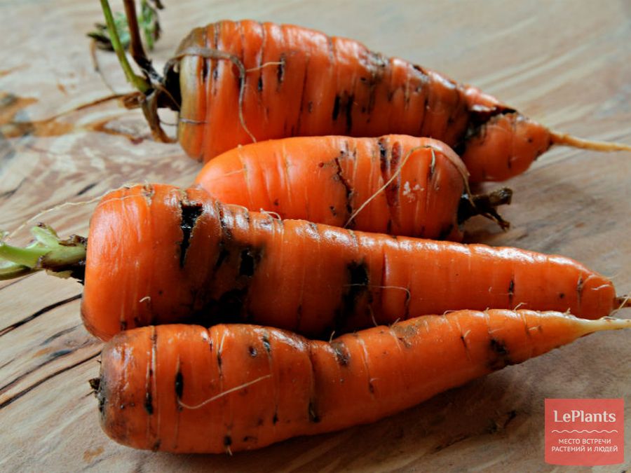 Пораженный морковной мухой плод