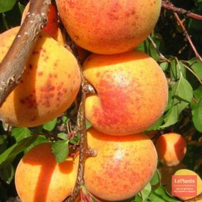 Плоды крупные, овальной формы, с желто-оранжевой кожицей