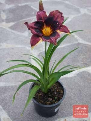 Лилейник (Hemerocallis) — описание, выращивание, фото | на LePlants.ru