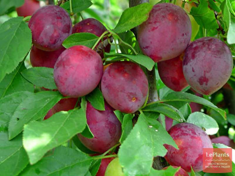 Слива китайская (Prunus salicina) — описание, выращивание, фото | на ...