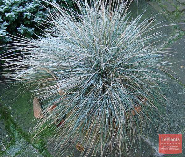 Овсяница сизая ( Festuca glauca) — описание, выращивание, фото | на ...