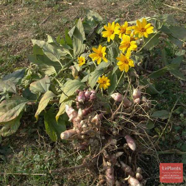 Подсолнечник клубненосный (Helianthus tuberosus) — описание ...