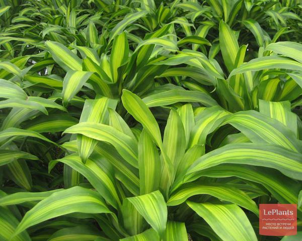 Драцена душистая (Dracaena fragrans) — описание, выращивание, фото | на ...